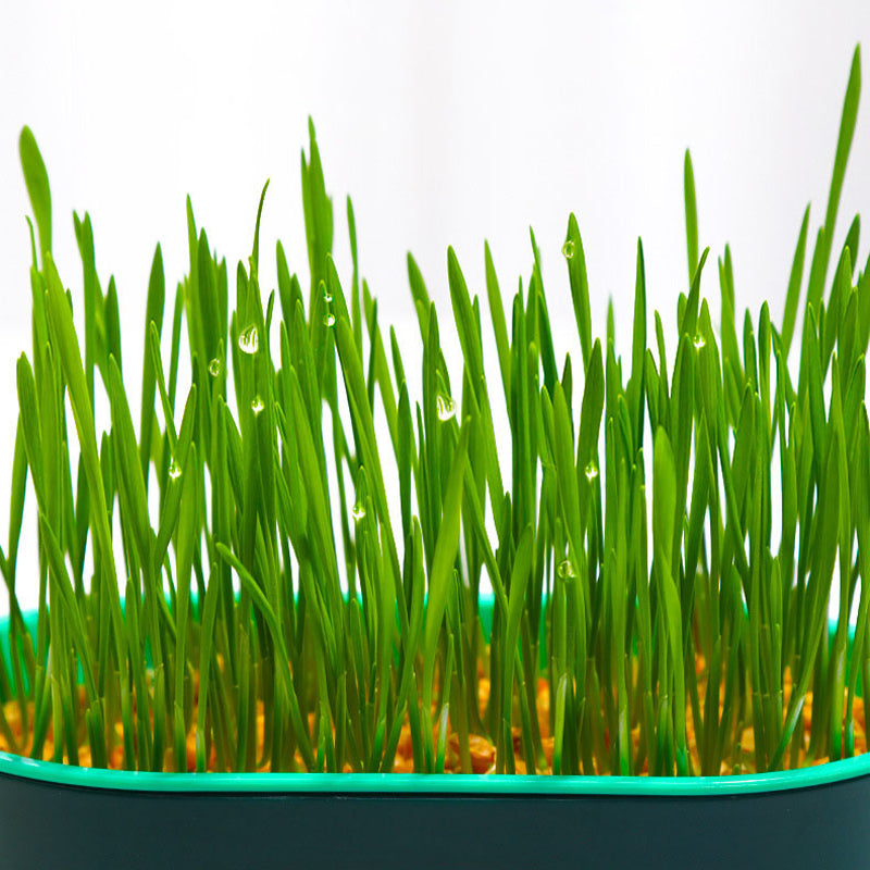 🔥Limited Time Special Offer 😻Soilless Cat Grass Seeds+Hydroponic Box