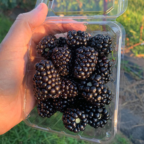 🔥Sweet Giant Blackberry Seeds