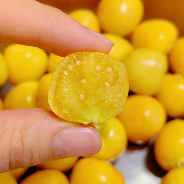 🍒Golden Berry Seeds Lantern Fruit Seeds—Golden Fruit