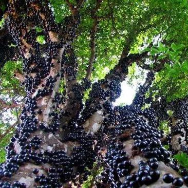 🍇Garbo fruit-Tree Grape Seeds