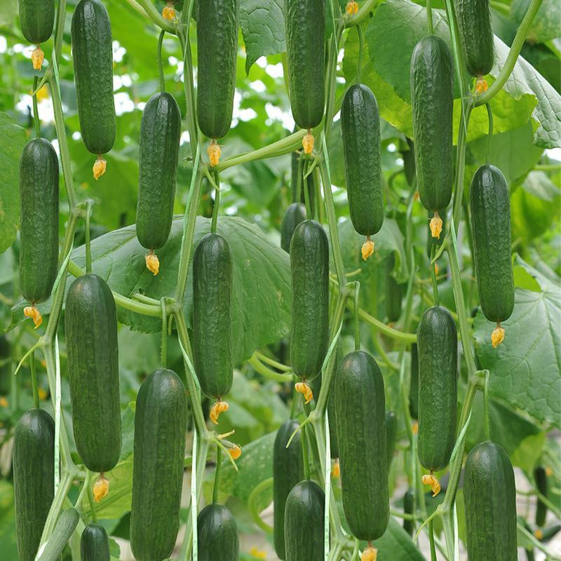 Thornless Fruit Cucumber Seeds