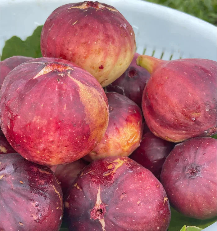 🍑Super Giant Fig Tree Seeds - The Sweetness of a Peach in Every Bite! 🌟