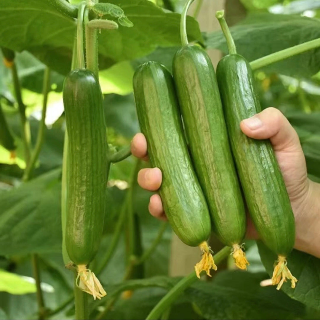 Big Sale - Fruit Cucumber Seeds