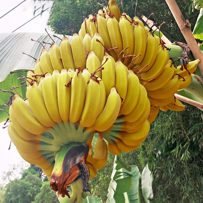 Drawf Banana Seeds