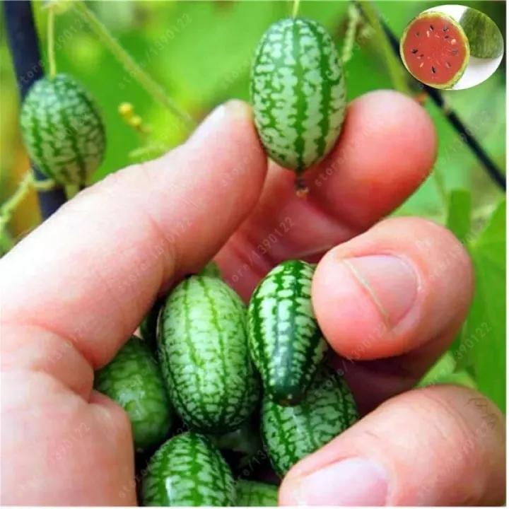 🍉Rare Thumb Watermelon Seed