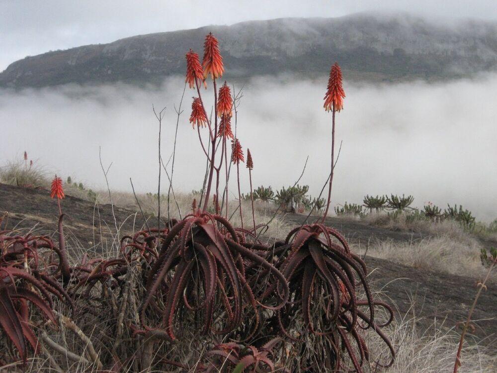 ALOE CAMERONII - Red Aloe Vera