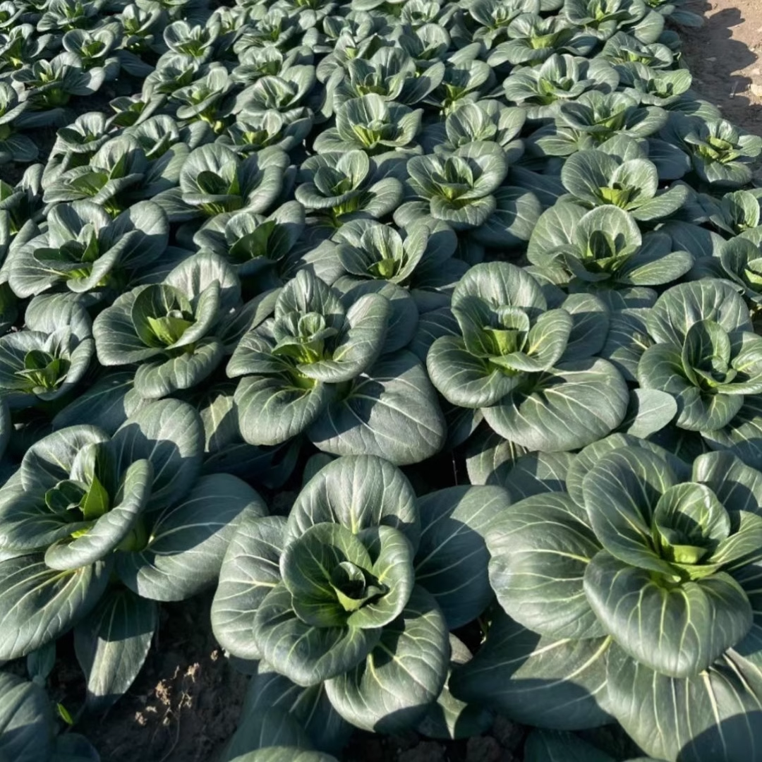 Black leaf Cabbage Seeds