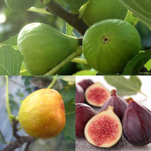 Fig Tree Seeds (Ficus carica), Sweet Fruit Shrub