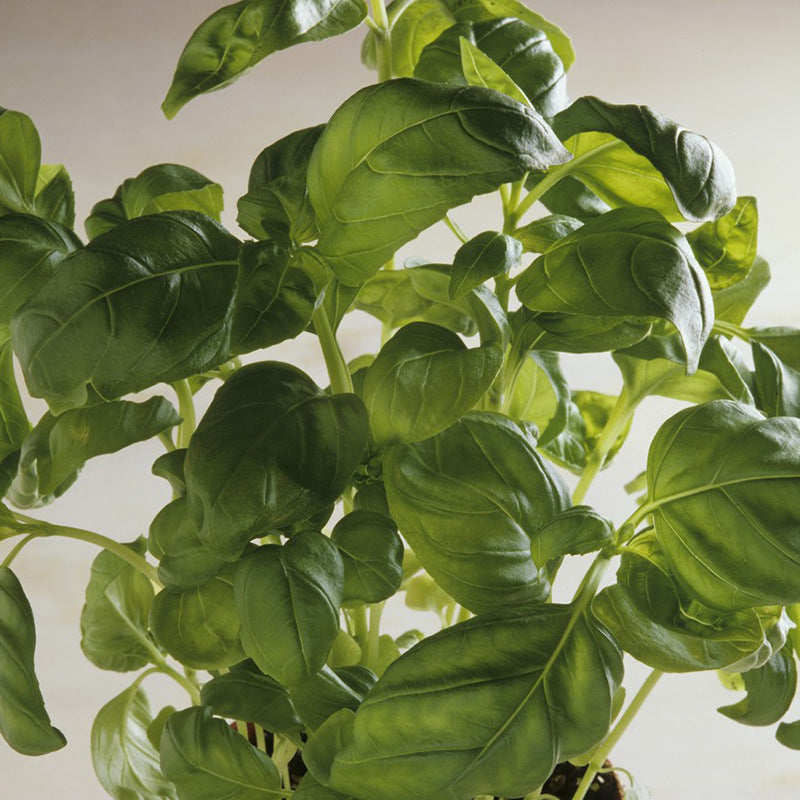 😍Last Day Sale - 60% OFF✨Organic Basil Seeds