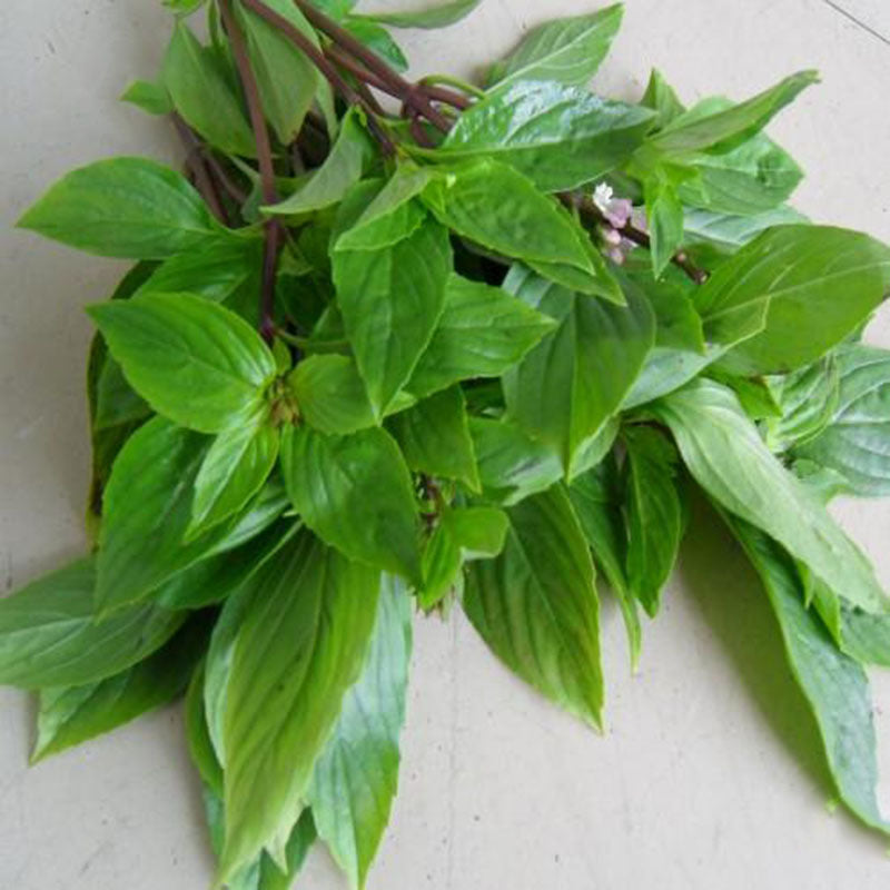 😍Last Day Sale - 60% OFF✨Organic Basil Seeds