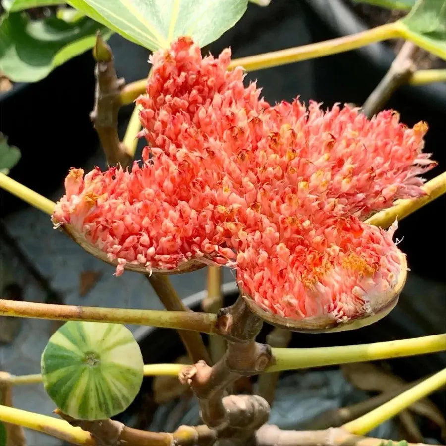 🍑Super Giant Fig Tree Seeds - The Sweetness of a Peach in Every Bite! 🌟