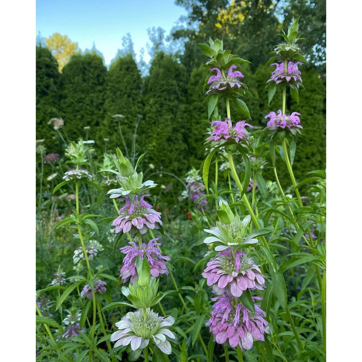 😍Last Day Sale - 60% OFF✨Lemon Mint Seeds