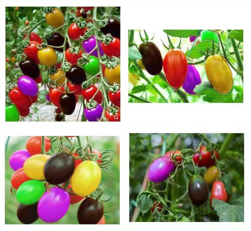 🌺Last Day Sale - 60% OFF✨Colorful Cherry Tomatoes Seeds