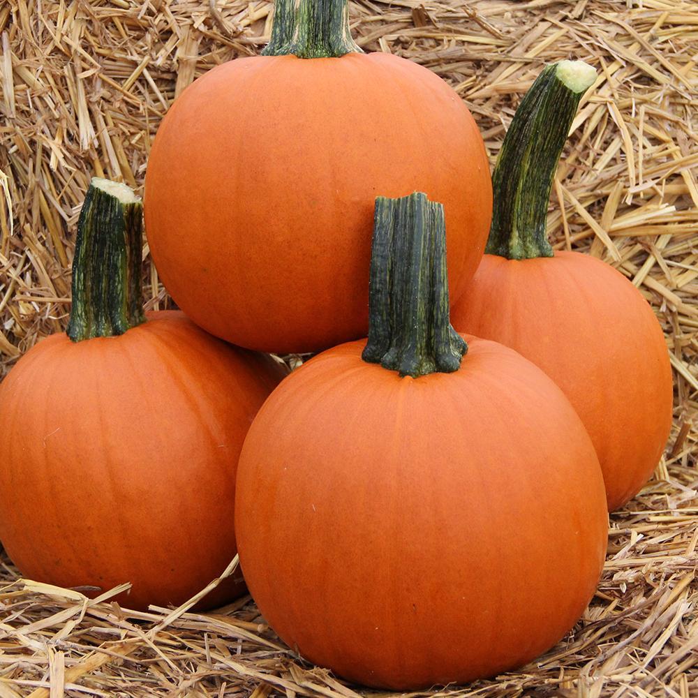 Red Baby Pumpkin: A Tiny, Sweet Delight for Your Garden and Table! 🎃🌿