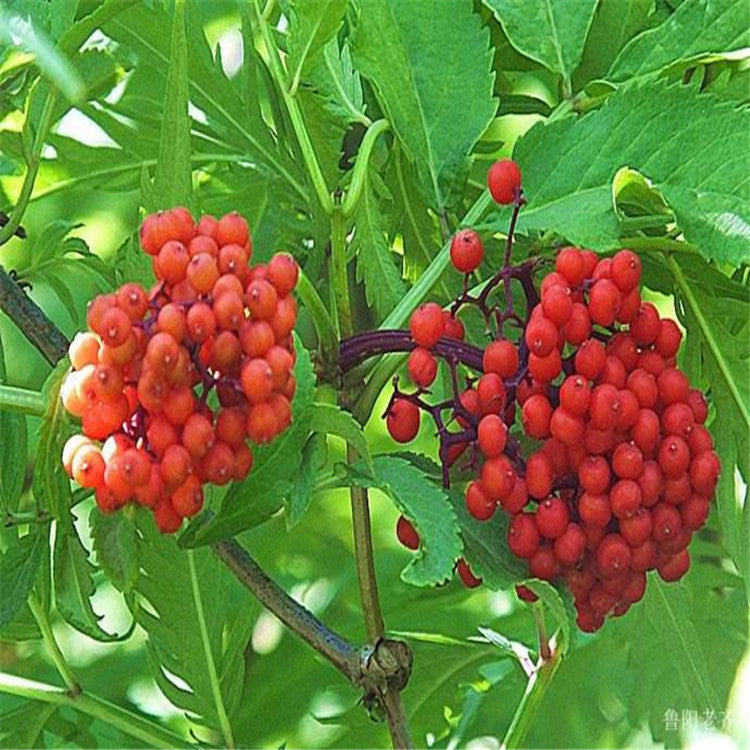 😍Last Day Sale - 60% OFF✨Elderberry Seeds--Gaea's Blessing Seeds