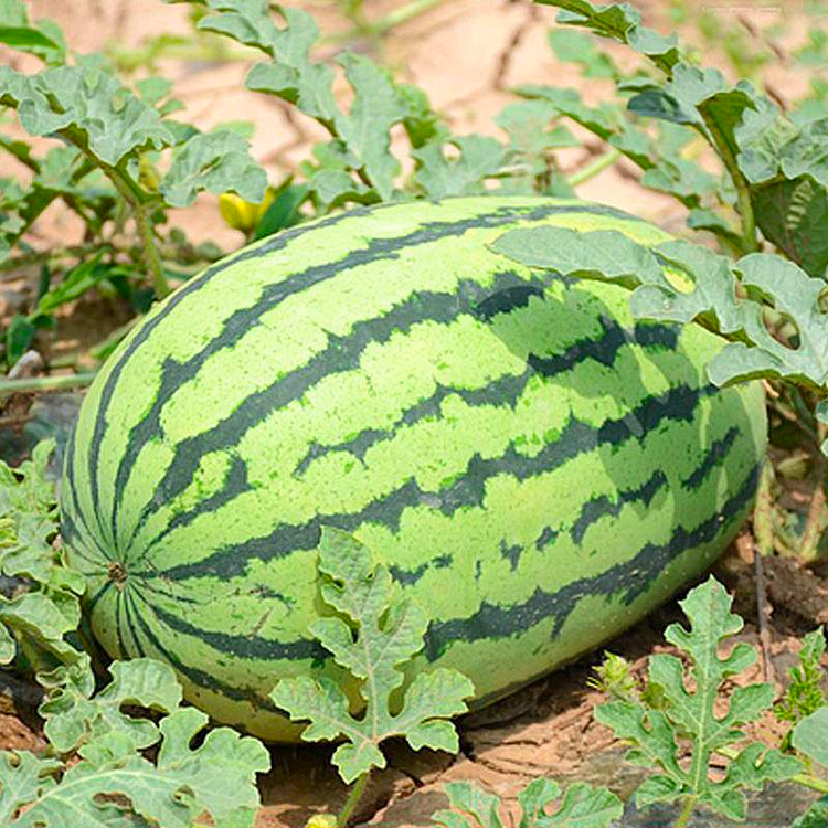 🔥🍉-Watermelon Seeds  - 98% Germination