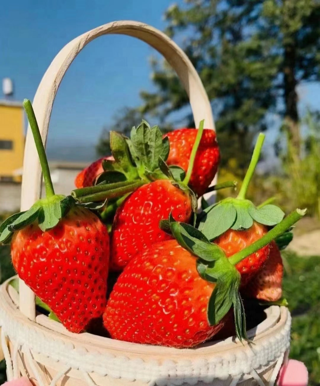 🍓Cream Strawberry Seeds🎉