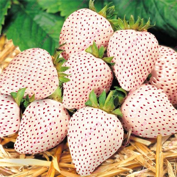 Last Day 70% OFF-  🍓CREAM STRAWBERRY SEEDS- Non-GMO