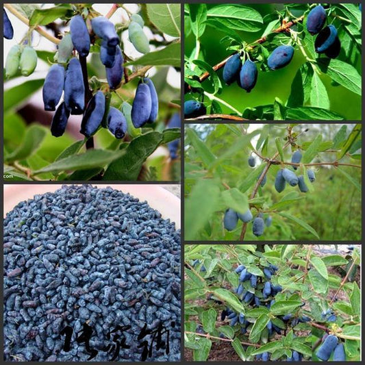 Egrow 50Pcs,100Pcs/Pack Lonicera Caerulea Fruit Seeds Home Garden Plants Honeyberry Blueberry Seeds