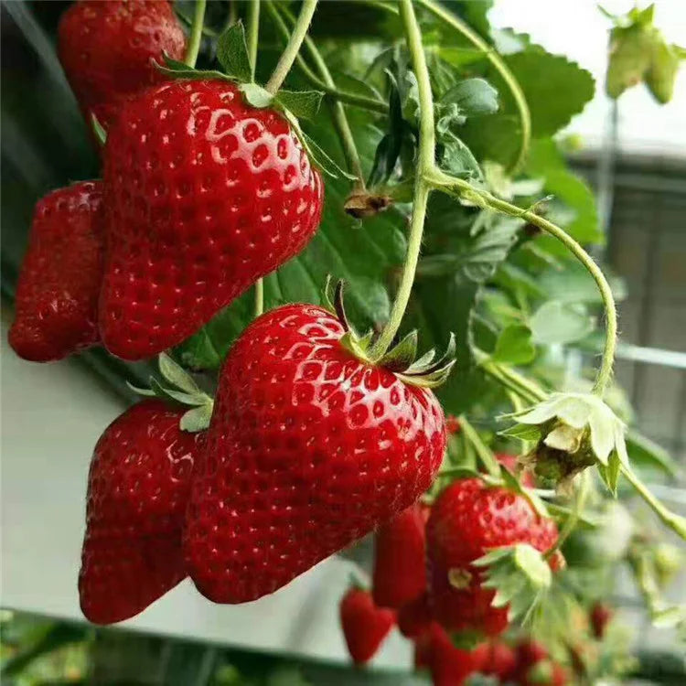 Last Day 70% OFF-  🍓CREAM STRAWBERRY SEEDS- Non-GMO