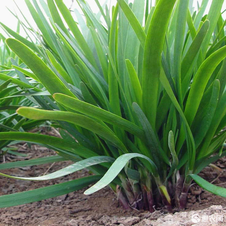 Red Root Chives Seeds