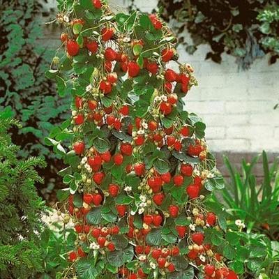 Climbing Strawberry Tree Seeds