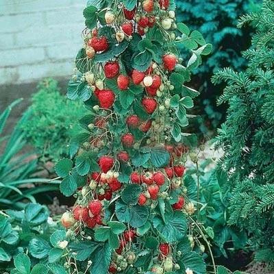 Climbing Strawberry Tree Seeds