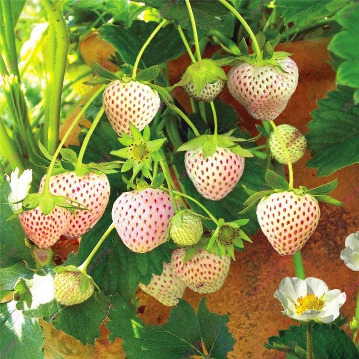 Last Day 70% OFF-  🍓CREAM STRAWBERRY SEEDS- Non-GMO