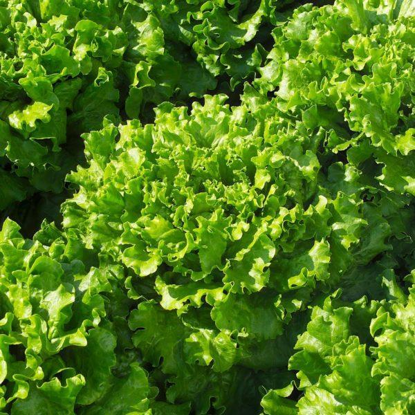 Heirloom Green Leaf Lettuce Seeds" – Non-GMO, suitable for all seasons, fresh, high-yield, and perfect for your garden!