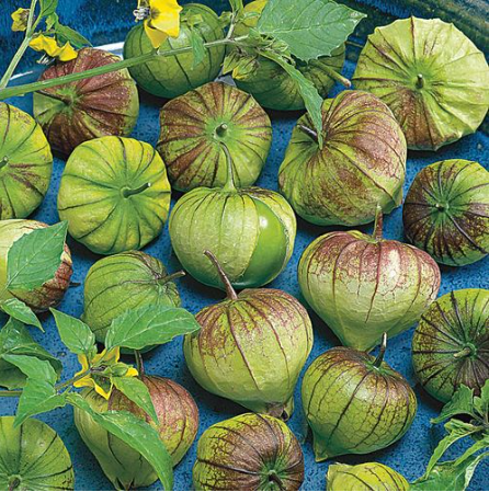 Super Verde Tomatillo Seeds