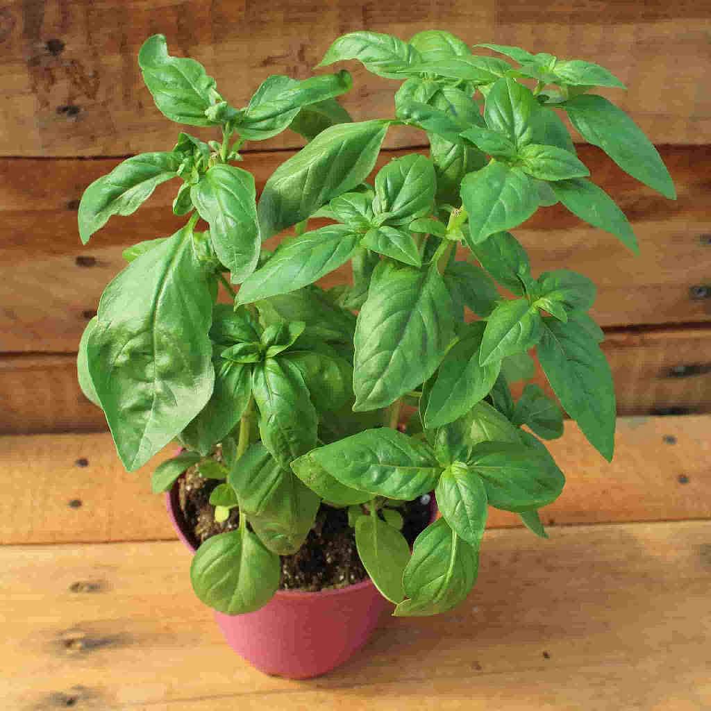 😍Last Day Sale - 60% OFF✨Organic Basil Seeds