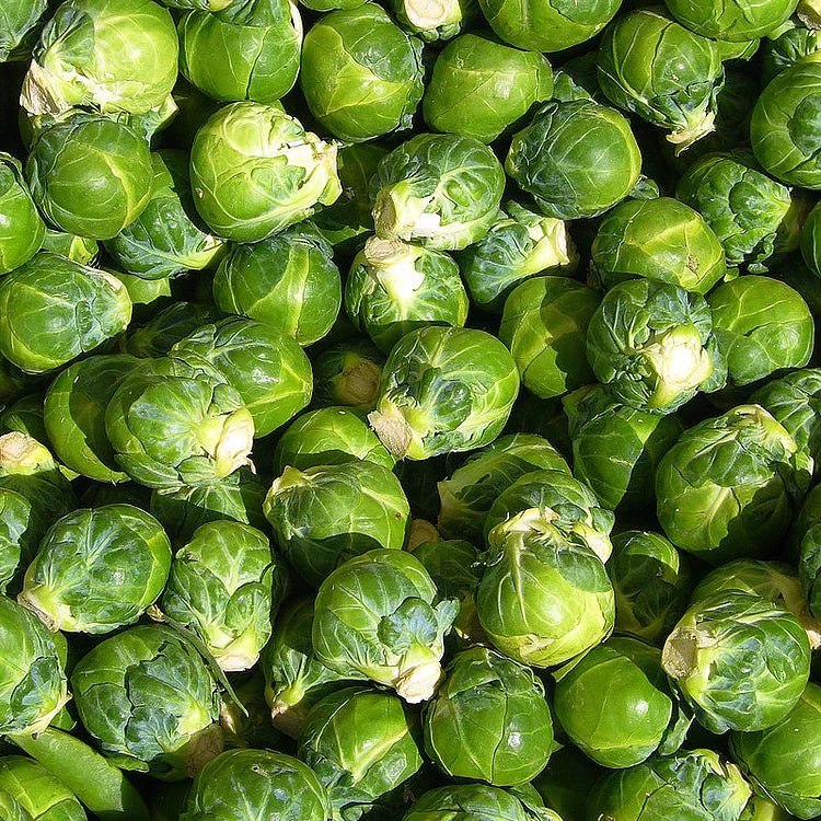 BRUSSELS SPROUT SEEDS - RARE HEIRLOOM BRUSSEL SPROUT SEEDS