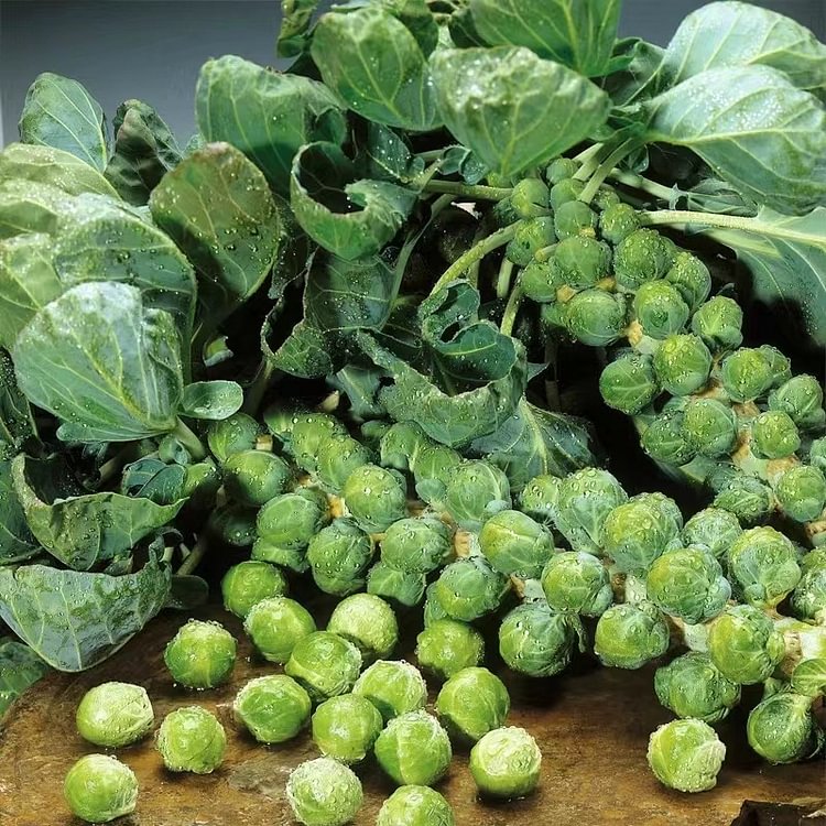 BRUSSELS SPROUT SEEDS - RARE HEIRLOOM BRUSSEL SPROUT SEEDS