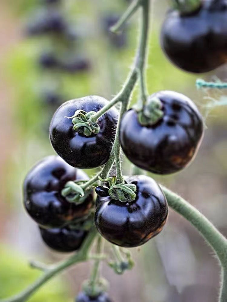 Sugar Bomb Black Gemstone Tomato