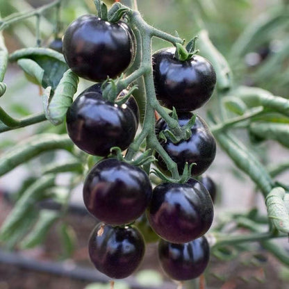 Sugar Bomb Black Gemstone Tomato