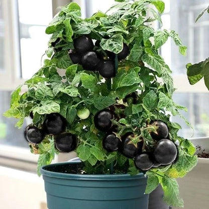 Sugar Bomb Black Gemstone Tomato