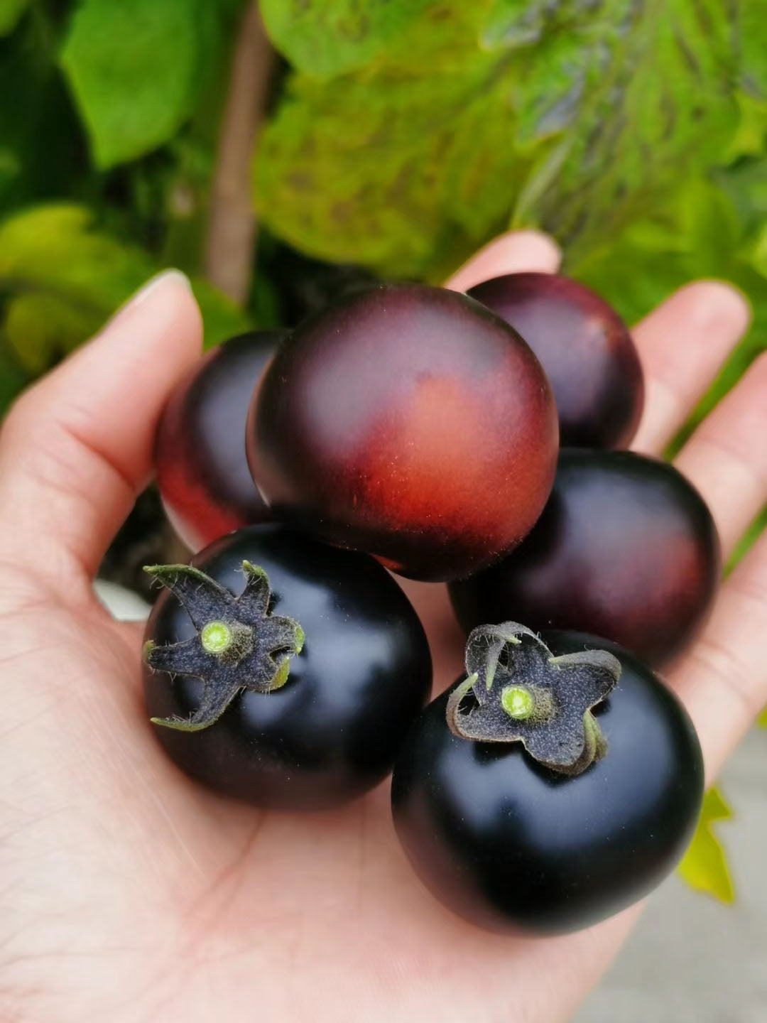 Sugar Bomb Black Gemstone Tomato