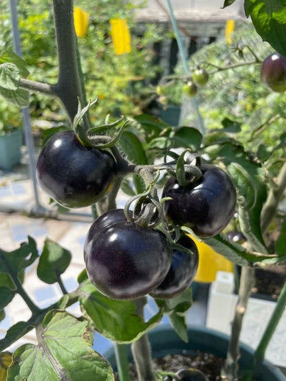 Sugar Bomb Black Gemstone Tomato