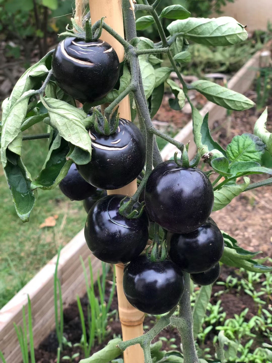 Sugar Bomb Black Gemstone Tomato