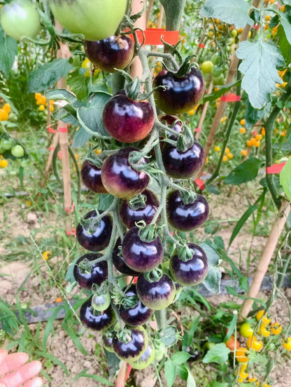 Sugar Bomb Black Gemstone Tomato