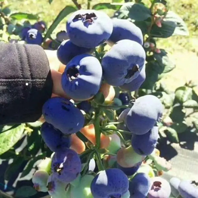 🫐King of Berries🫐 - 🔥Giant Blueberry Fruit Seeds🔥 - Four Seasons Plants