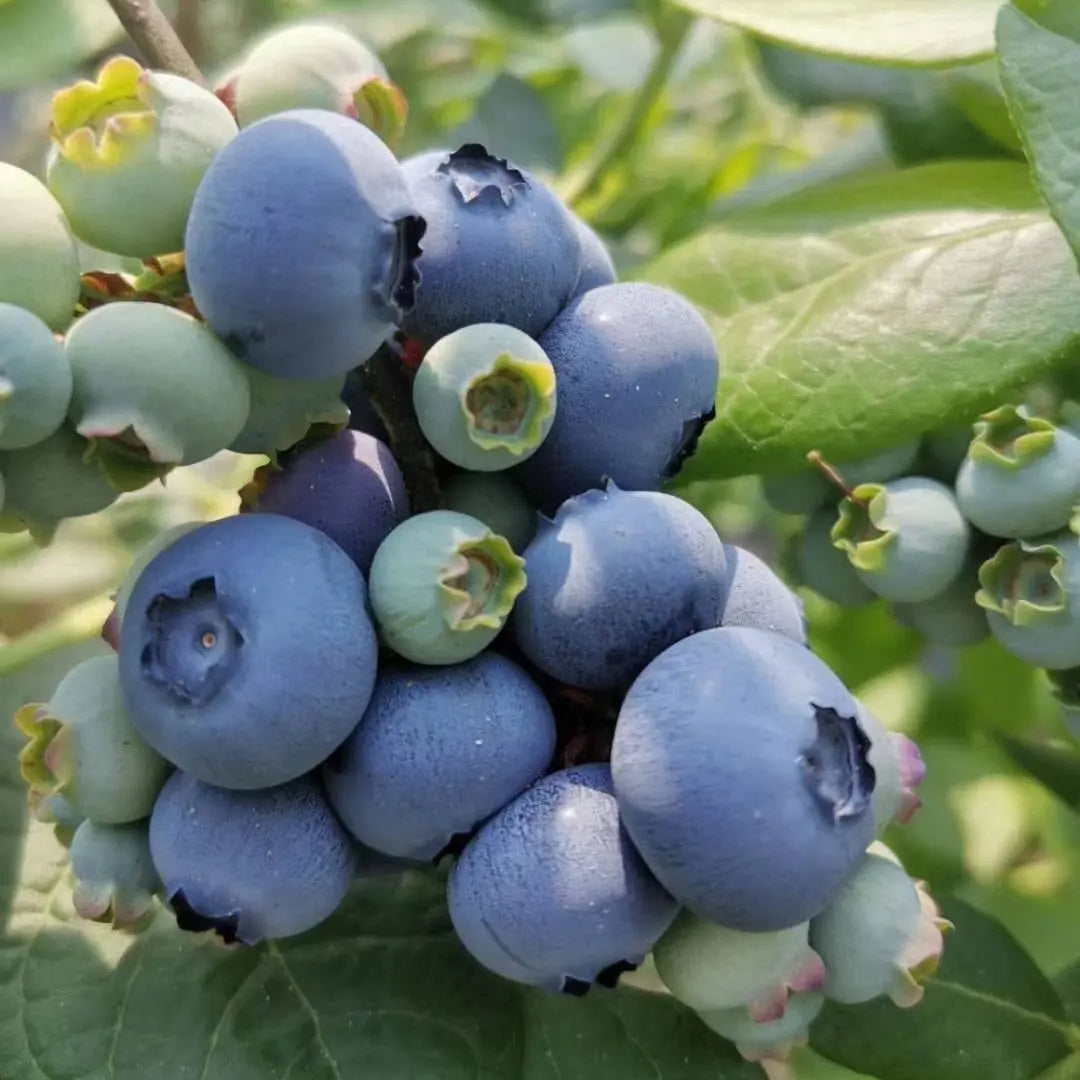 🫐King of Berries🫐 - 🔥Giant Blueberry Fruit Seeds🔥 - Four Seasons Plants