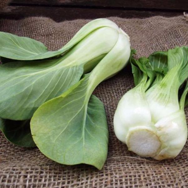 All year round cabbage seeds