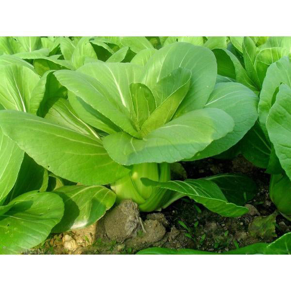 All year round cabbage seeds