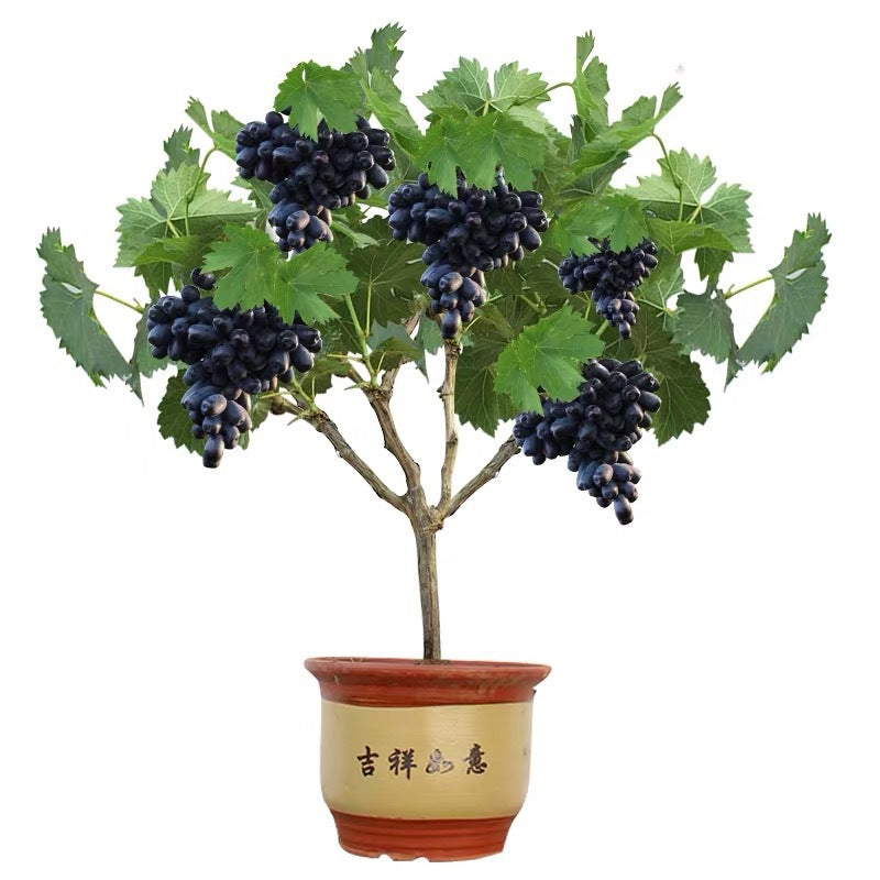 🔥Last Day 50% OFF- HIGH-QUAILTY SAPPHIRE GRAPES SEEDS- 98% Germination