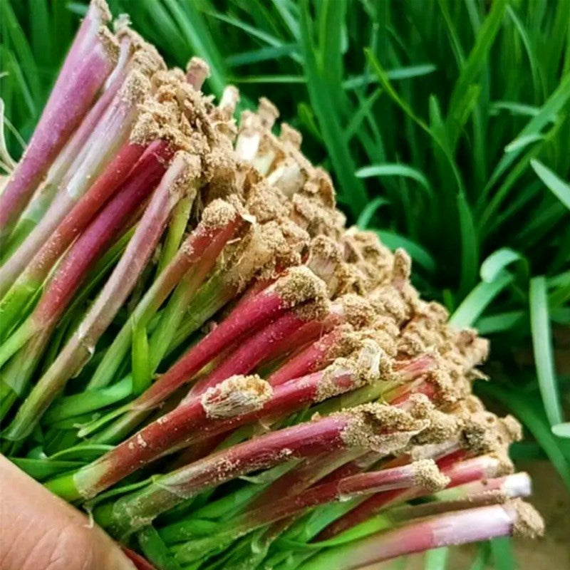 Red Root Chives Seeds