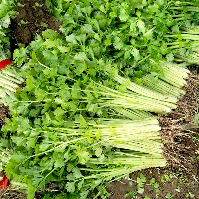 😍Last Day Sale - 60% OFF✨ Organic Parsley Seeds