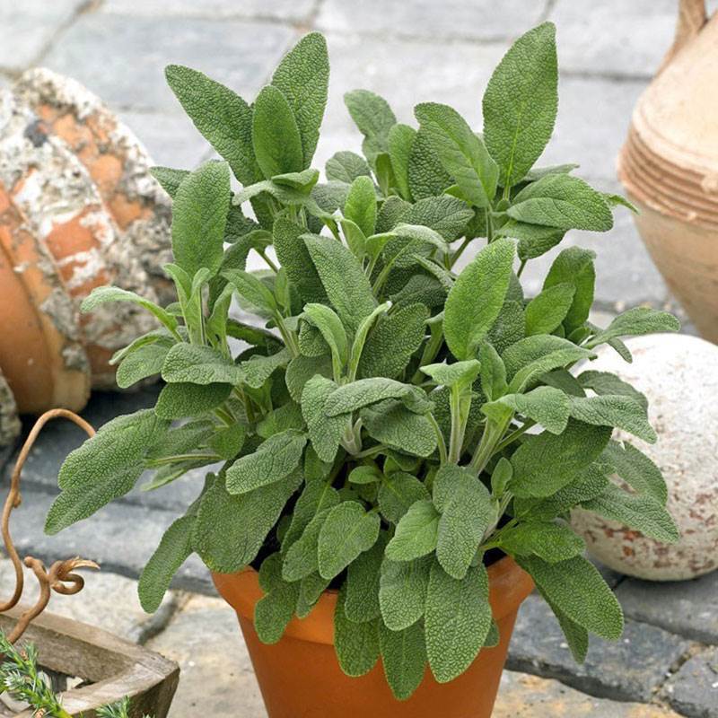 😍Last Day Sale - 60% OFF✨Organic Sage Seeds