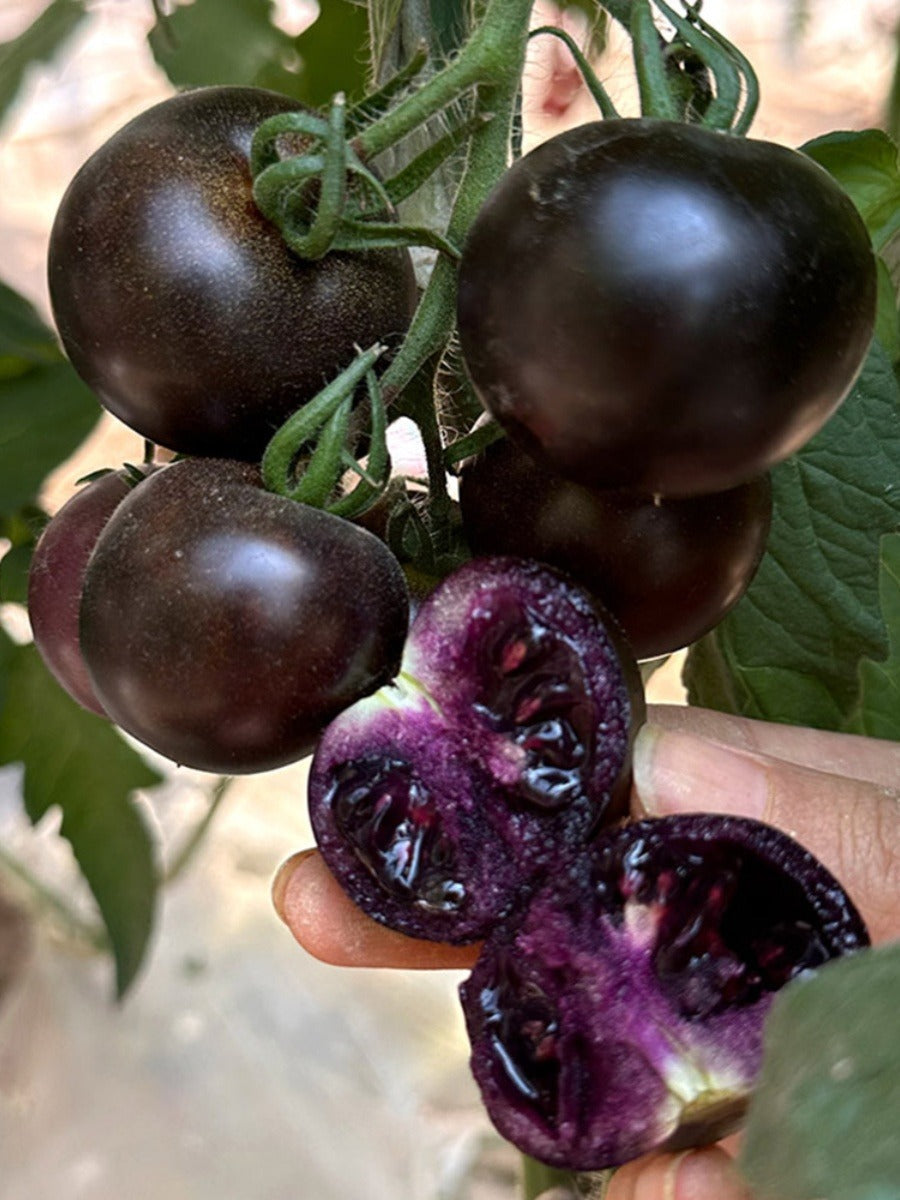 Sugar Bomb Black Gemstone Tomato