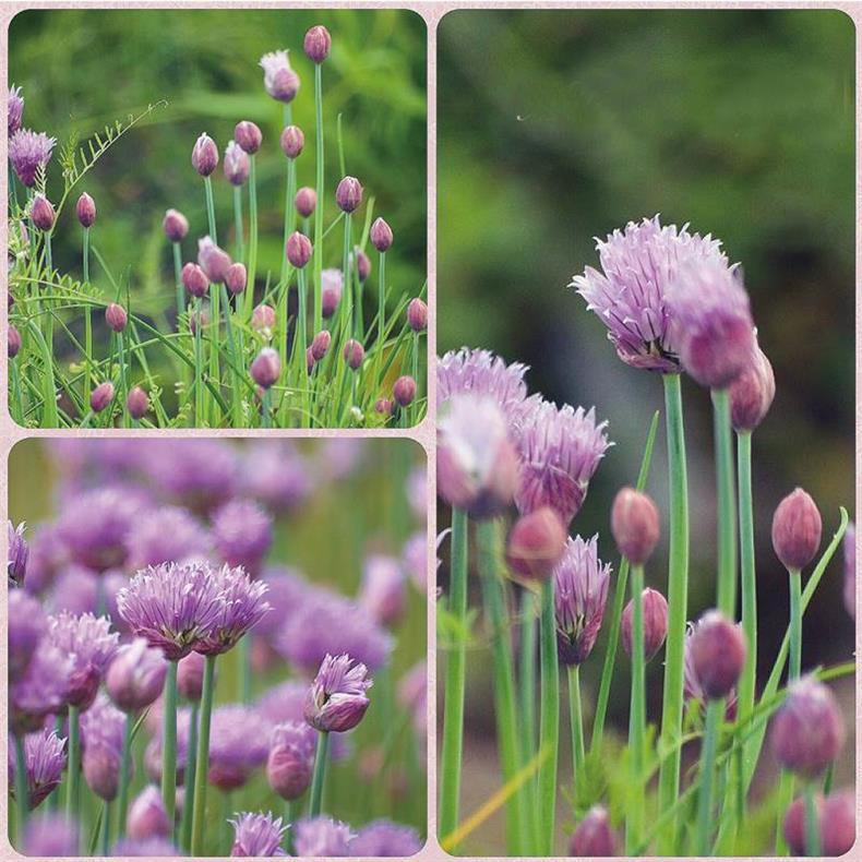 😍Last Day Sale - 60% OFF✨Organic Chives Seeds